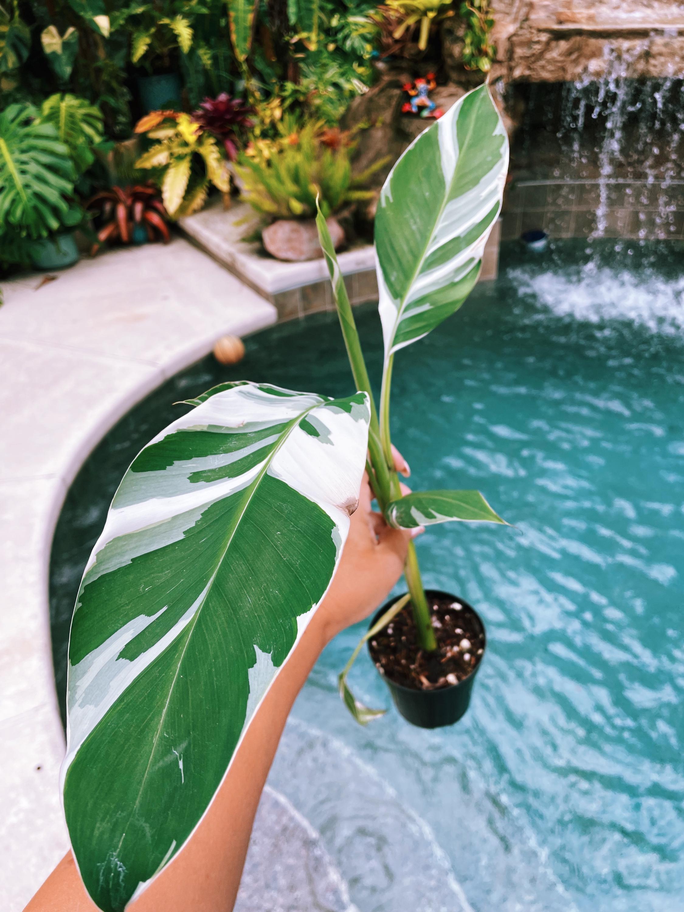 RARE Variegated Albo Musa AEAE Banana 4” Potted Starter Plant - Etsy