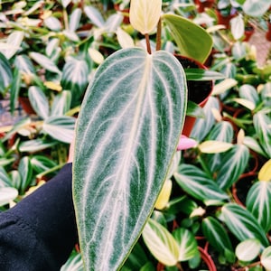 Peperomia ‘Maculosa’ elongata garden House Plant two sizes available 2” or 4” pot