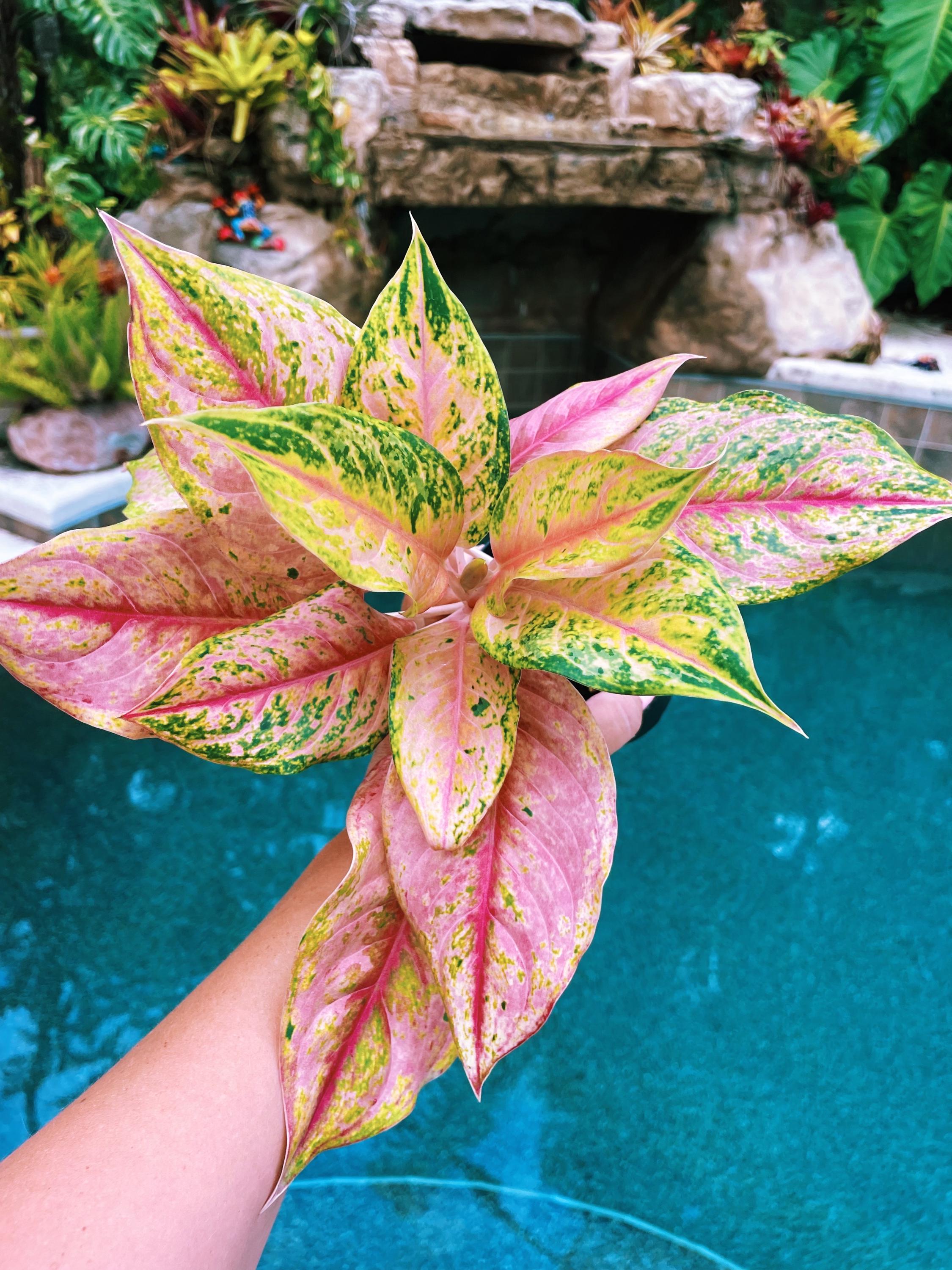 Actual Plant - Rare Variegated Aglaonema 'prakaiphet' Live House