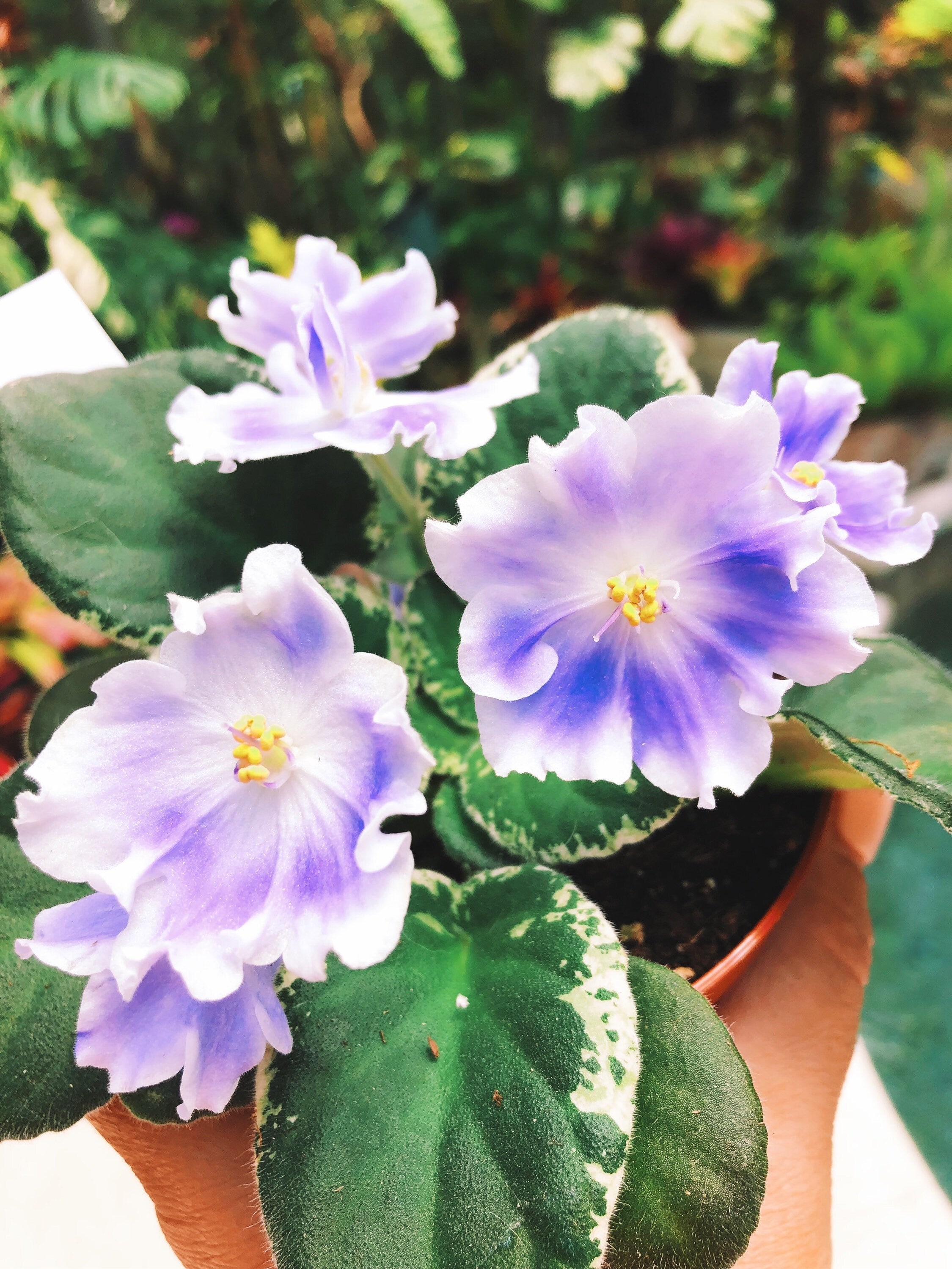 Live House Plant White Purple Bloom Variegated Harmony's African