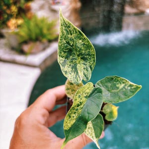 Actual plant- RARE Variegated Alocasia ‘Dragonscale Mint’ 2” potted live house starter plant b