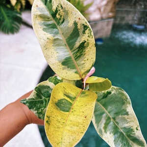 Ficus Elastica Shivereana Moonshine Mint Tineke Sport Variegated House Plant 4” Potted 29d
