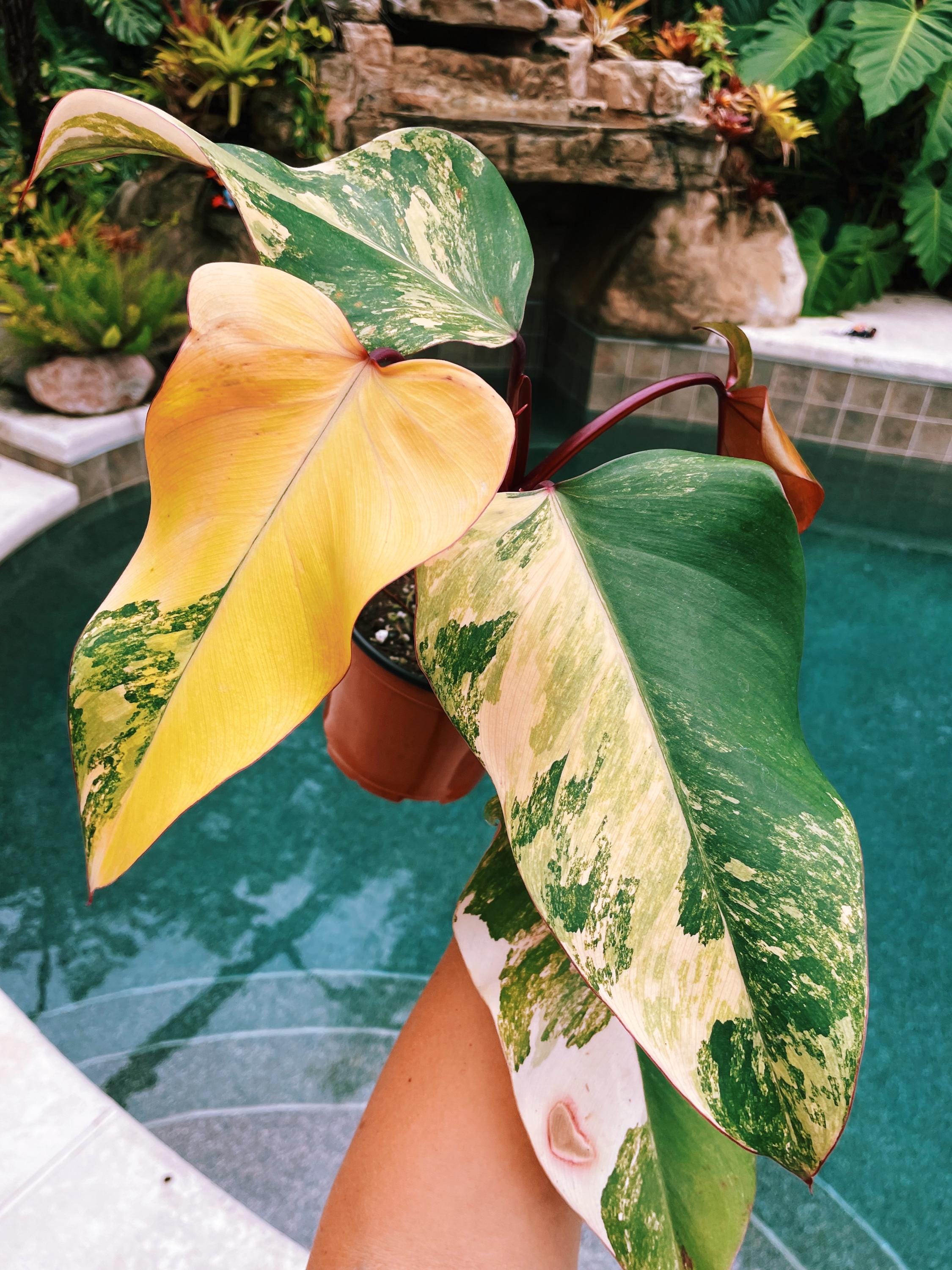 Actual Plant - Large Mature Philodendron Strawberry Shake Pink Variegated  Aroid 6 Pot Potted House Plant 34 - Etsy