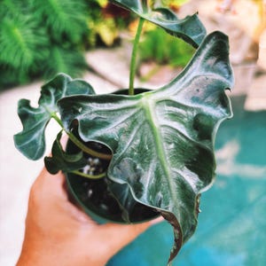 Actual plant- RARE Alocasia ‘Loco’ 3.5” potted live house plant f