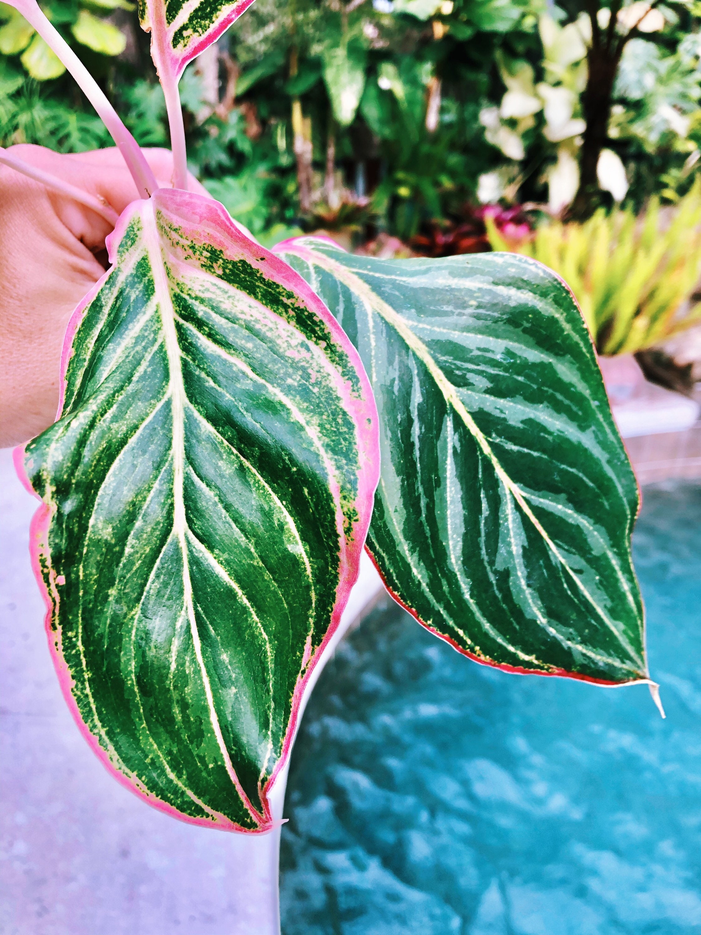 live fiddle leaf fig plant Green Paradise Ficus Lyrata Plant Fiddle Leaf Fig Live Plant –  GreenParadiseLive main image 0