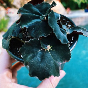 RARE Rex Begonia ‘Midnight Black’ Live House Starter Plant Potted 4” gift