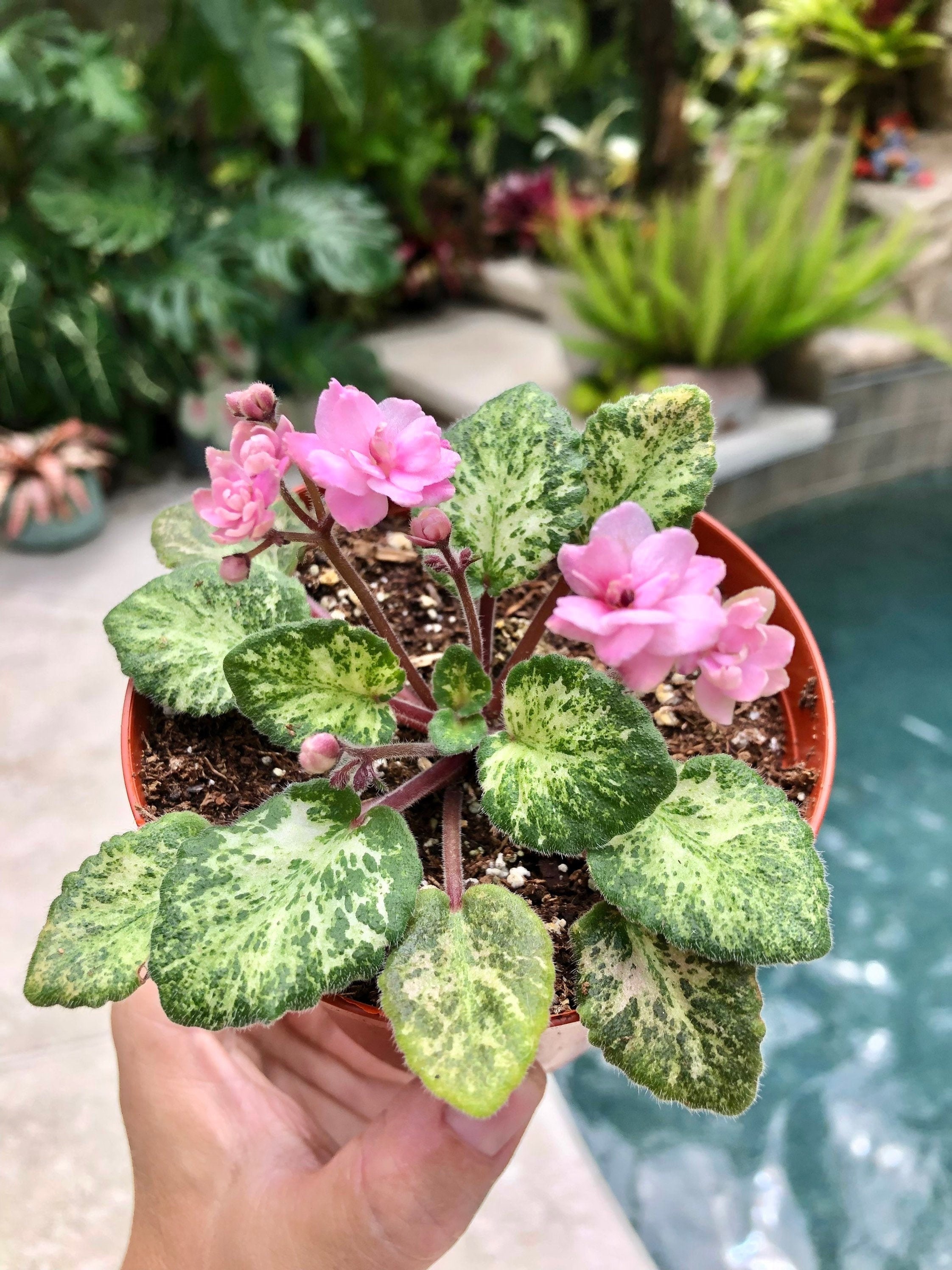 Live House Plant Variegated African Violet Harmony's 'lillian N
