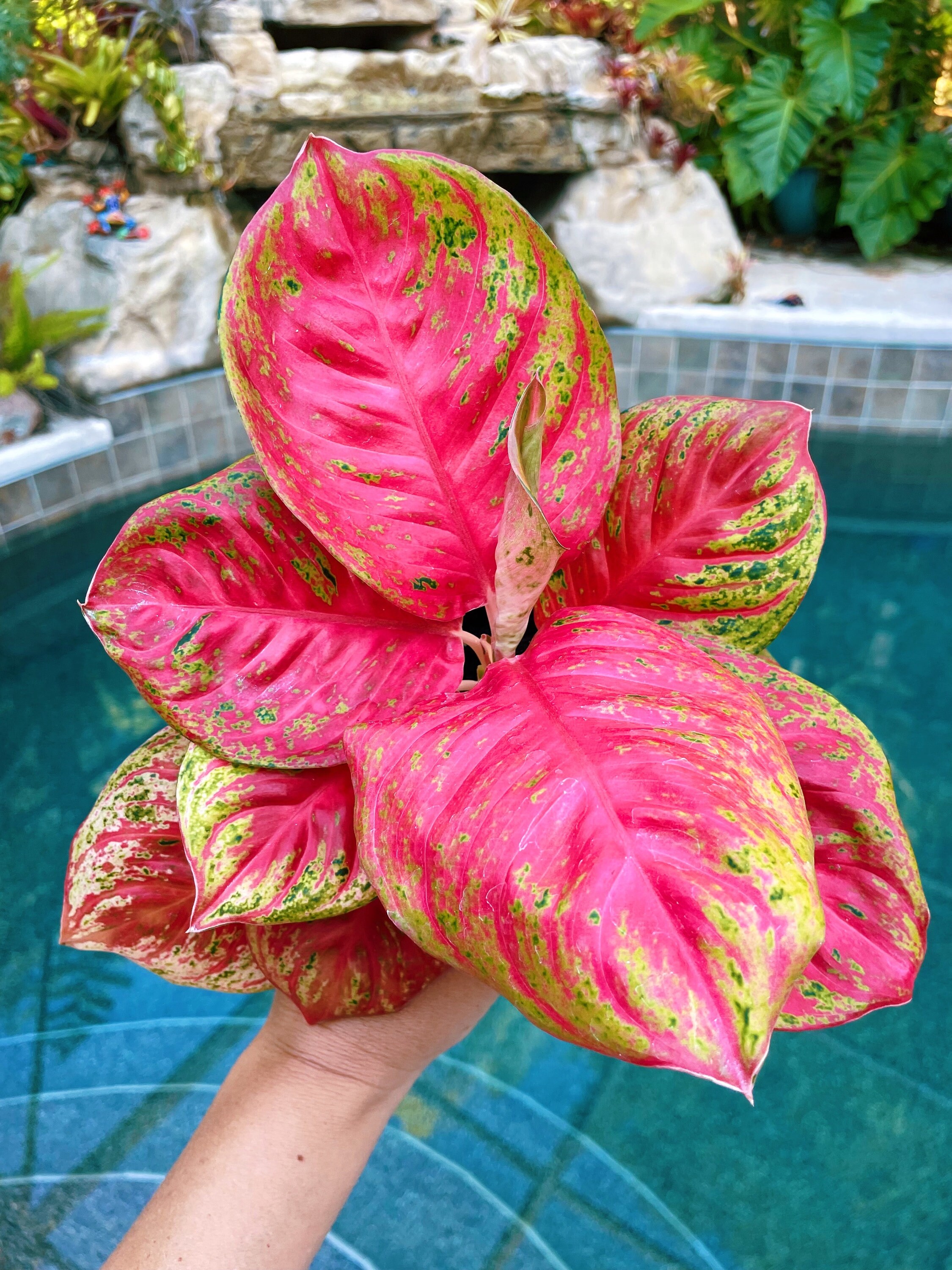Rare Variegated Aglaonema 'orange Sombat' Pink Live House Plant