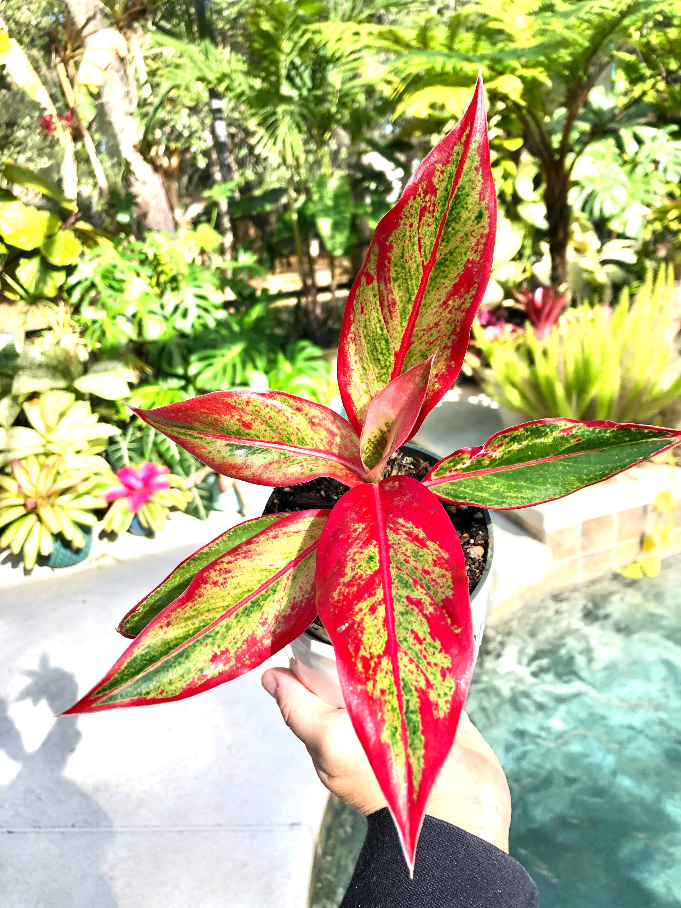 Aglaonema Siam Aurora Hot Pink Aroid Live House Plant 4 | Etsy