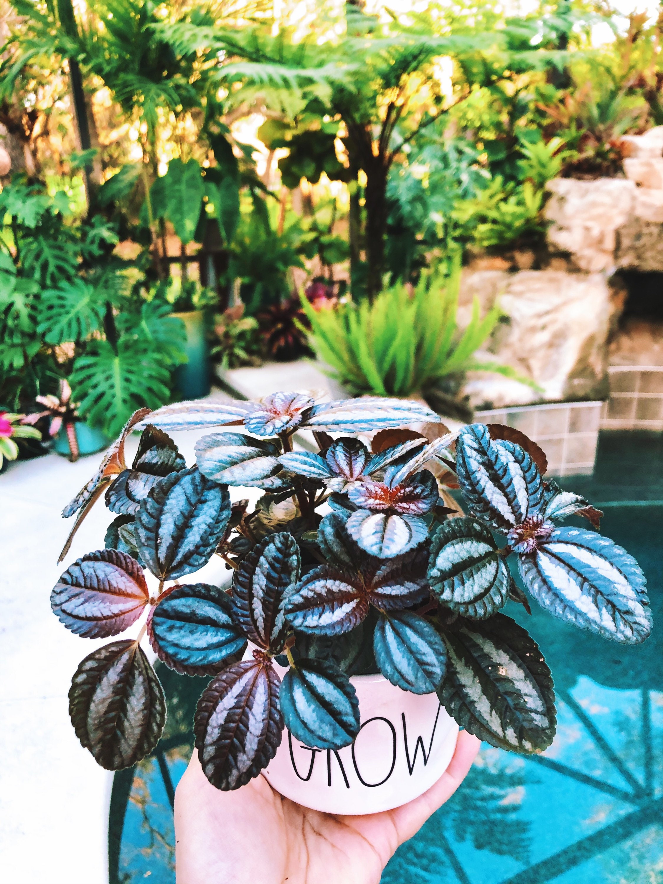 Pilea Involucrata Pan Am Trailing Variegated Live House Plant Etsy