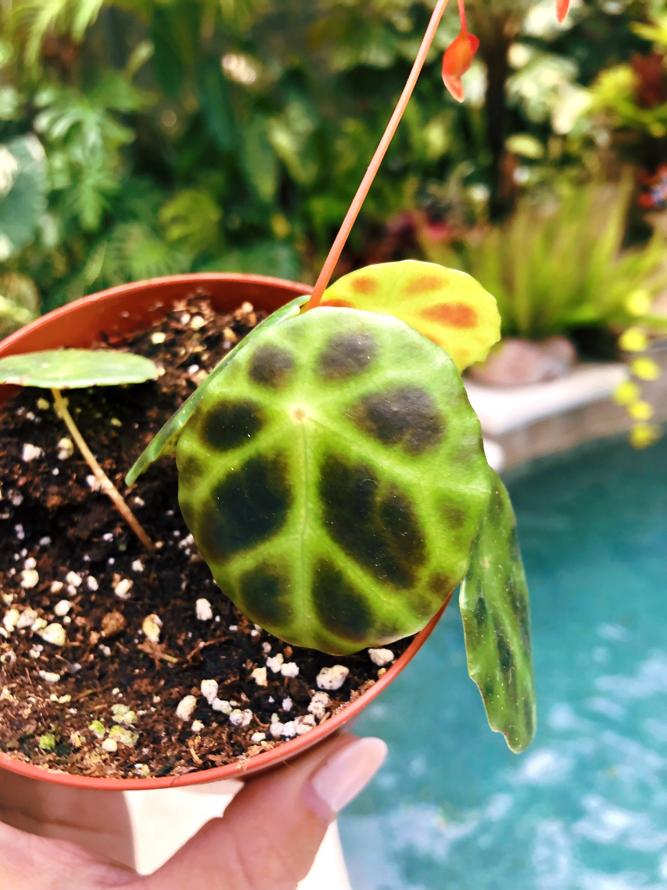 Begonia Kingiana Tortoise Shell Live House Plant Potted Etsy UK
