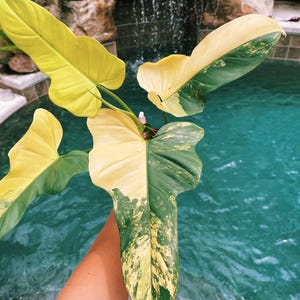 Actual Plant - Philodendron Bipennifolium Violin Variegated Live Potted  Plant House Plant 4 Pot 38-A - Etsy