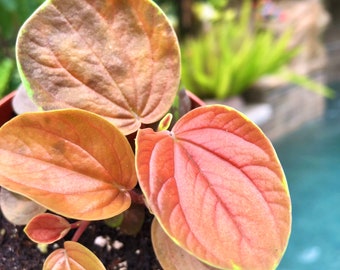 Rare Peperomia ‘Harmony’s Great Pumpkin’ Orange Variegated Live House Plant 4” Pot