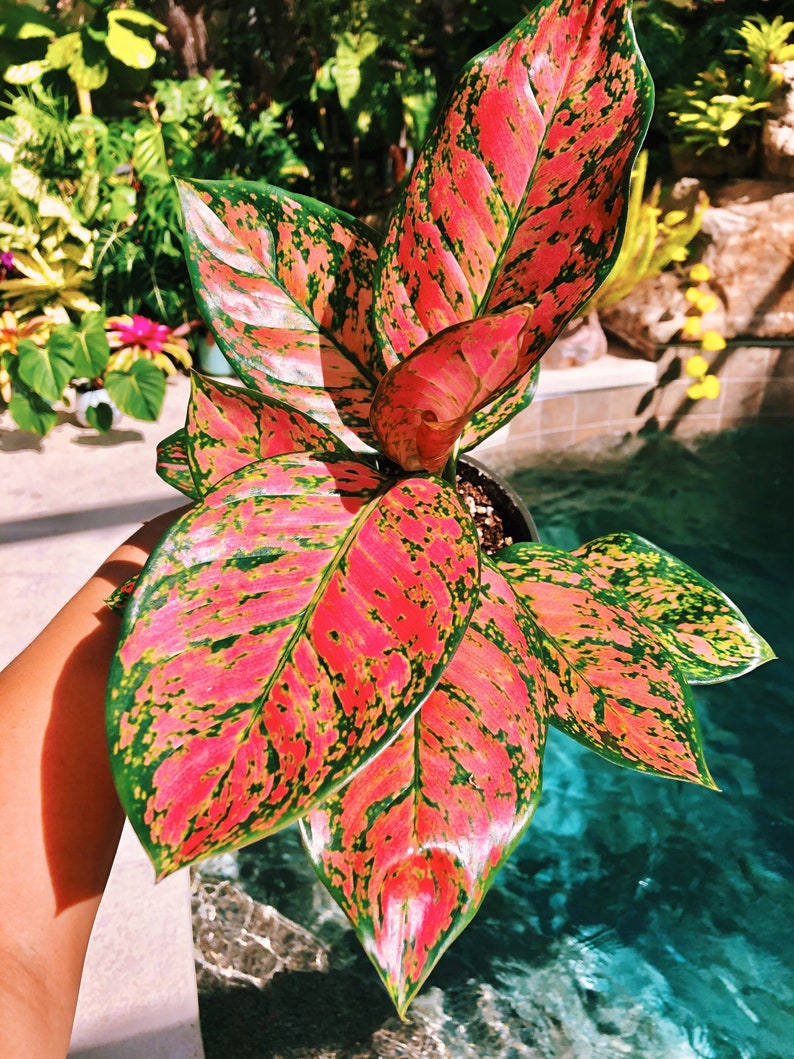 Aglaonema Favonian Hot Pink Aroid Tropical House Plant Etsy
