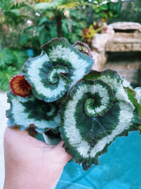 RARE Rex Begonia 'escargot' Blue Iridescent Fuzzy Live House Plant