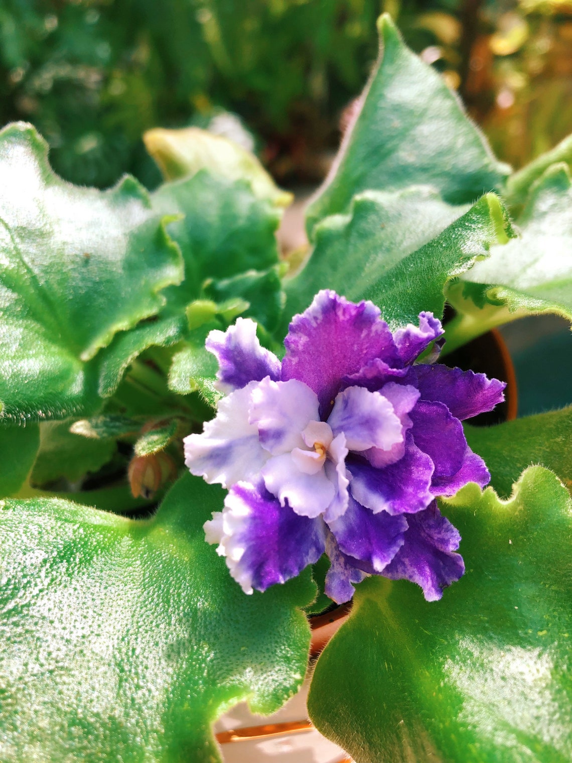 Live House Plant Variegated Bloom African Violet harmonys Etsy