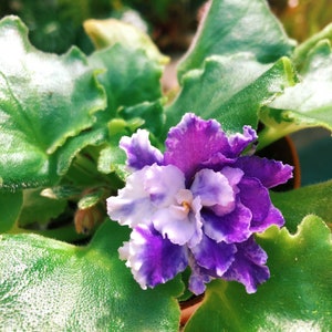 Live house plant variegated bloom African Violet ‘Harmony’s Dancing Fool’ garden 4” flower Potted gift