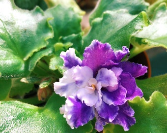 Live house plant variegated bloom African Violet ‘Harmony’s Dancing Fool’ garden 4” flower Potted gift