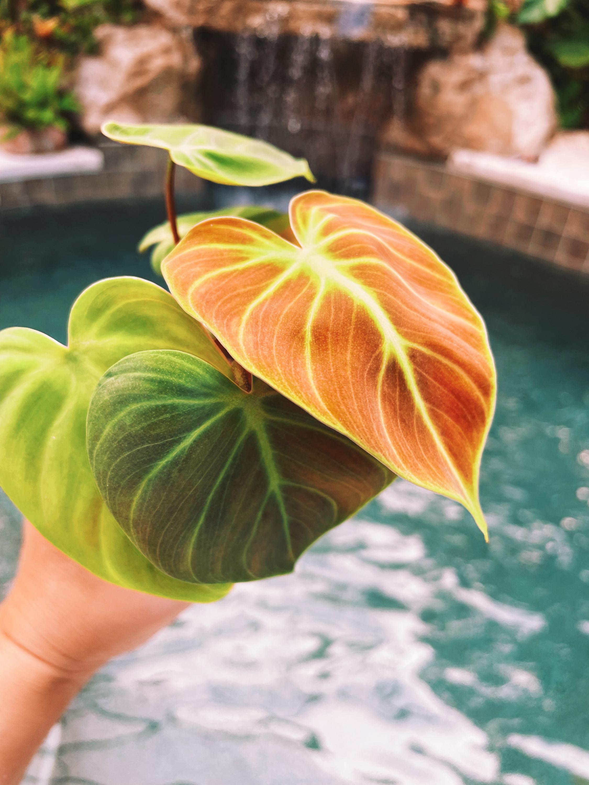 Philodendron El Choco Red 4 Potted Plant Live House - Etsy