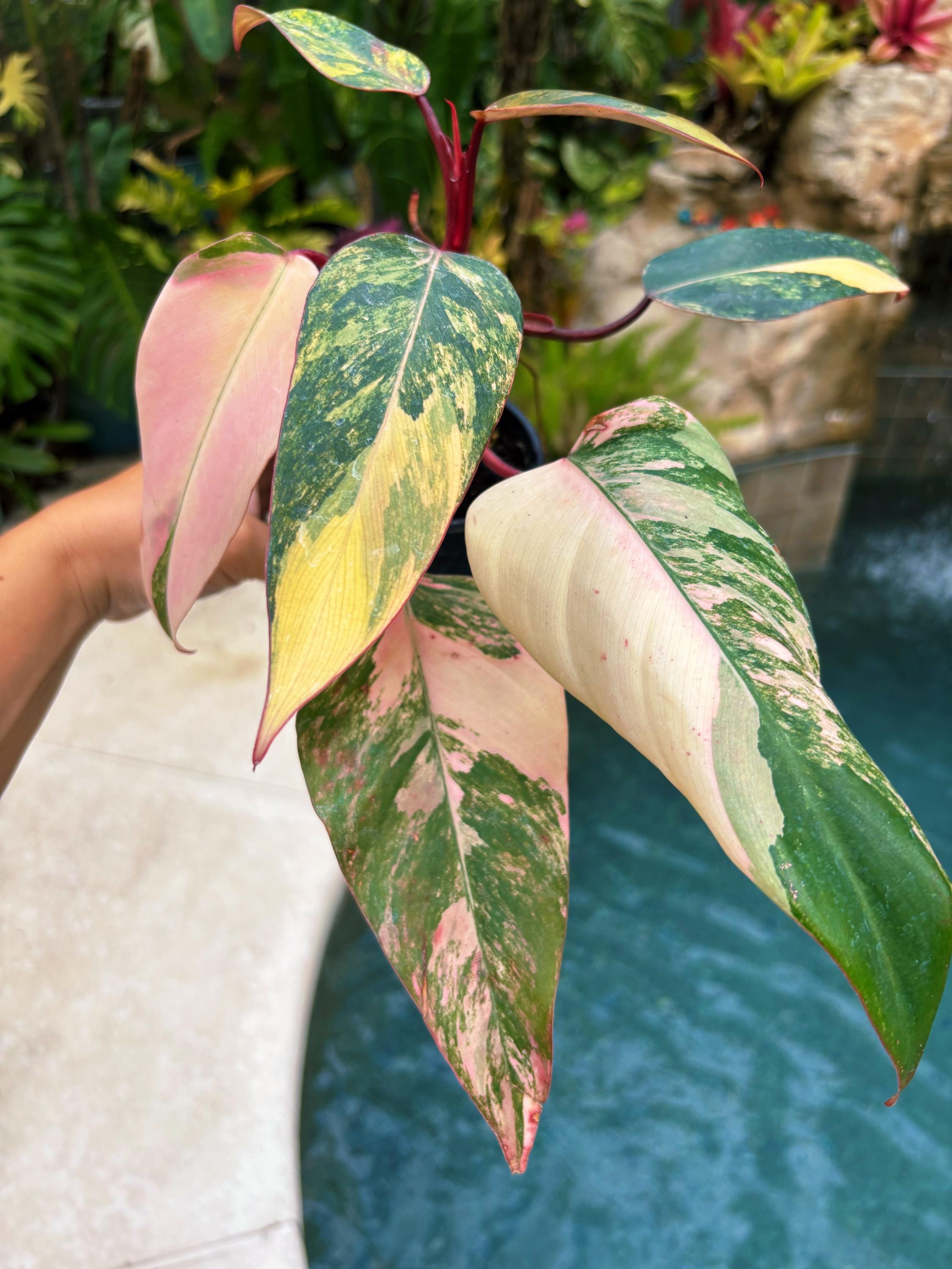 Actual Plant - Philodendron Strawberry Shake Pink Variegated Aroid 4 Pot  Potted House Plant A - Etsy