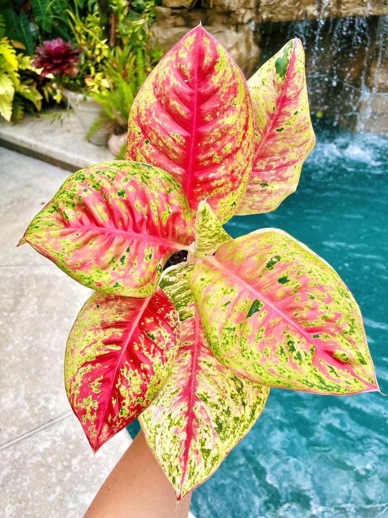 Aglaonema Red Mahasetti Variegated Live Plant