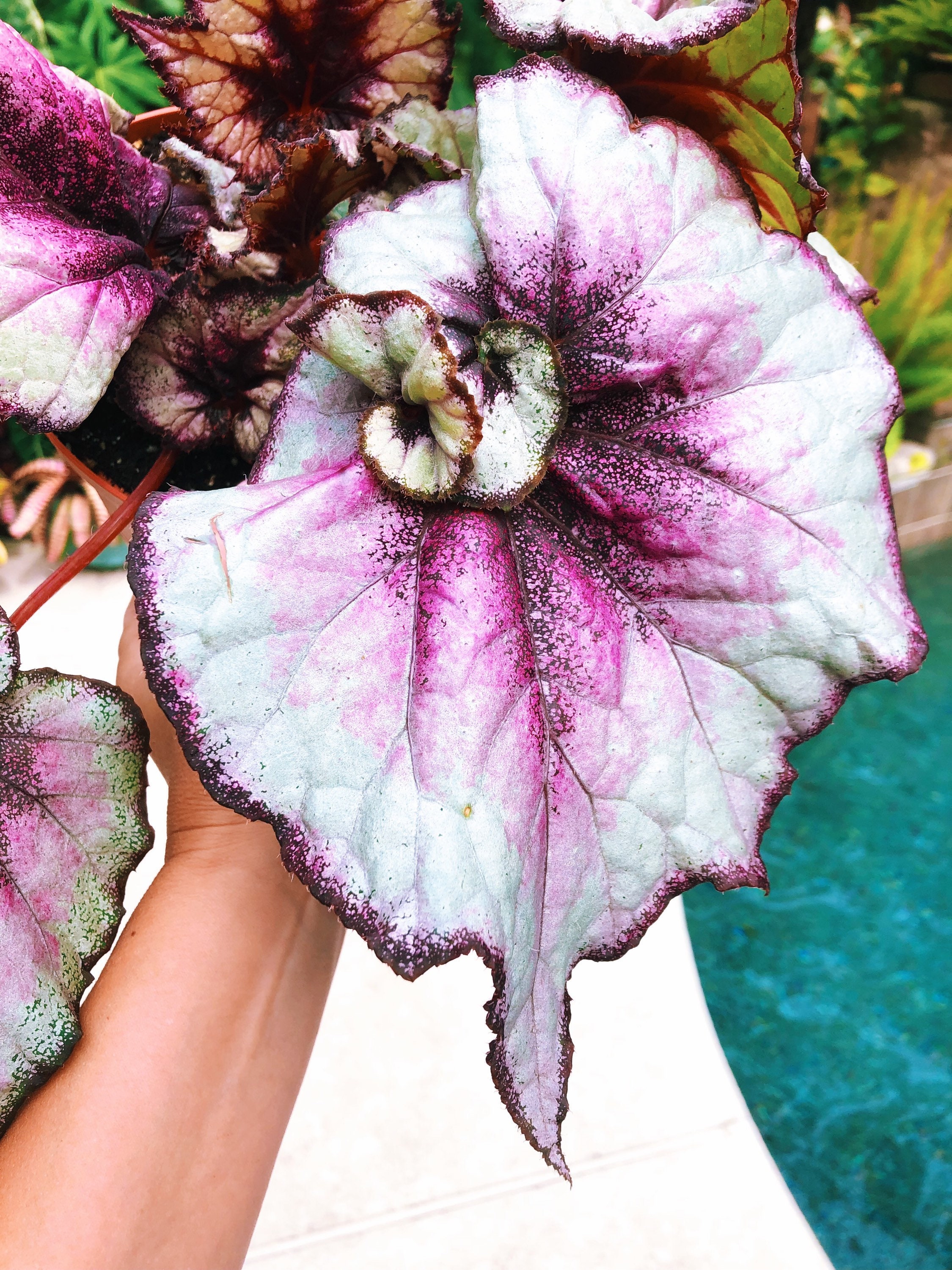 RARE Rex Begonia harmonys Nebula Hybrid Live Collectors - Etsy Ireland