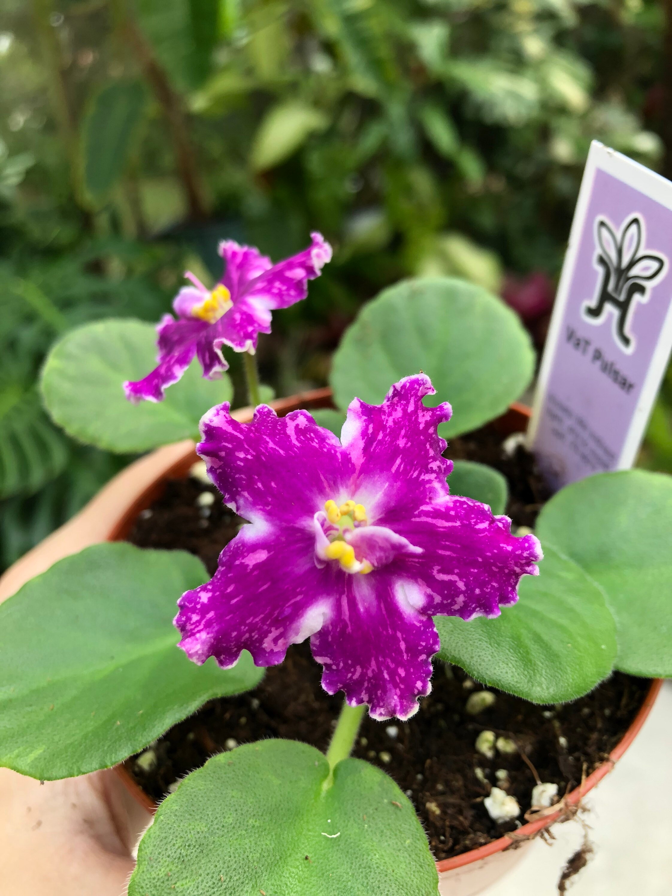 Live House Plant Variegated Bloom African Violet vat Pulsar Etsy