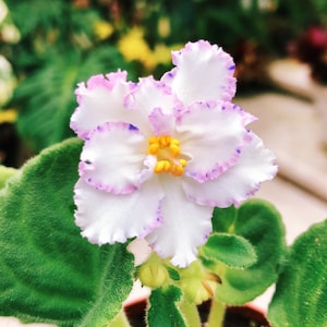 May include: A white African violet with ruffled edges and purple speckles blooms with yellow centers. The plant has green leaves.