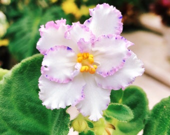 Live house plant white variegated Fantasy Edge Harmony’s African Violet ‘RS Serpentine’ garden 4” pot flower Potted gift