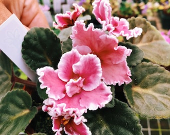Live house plant bloom African Violet Harmony’s ‘Rockin’ Robin’ garden 4” pot flower Potted gift