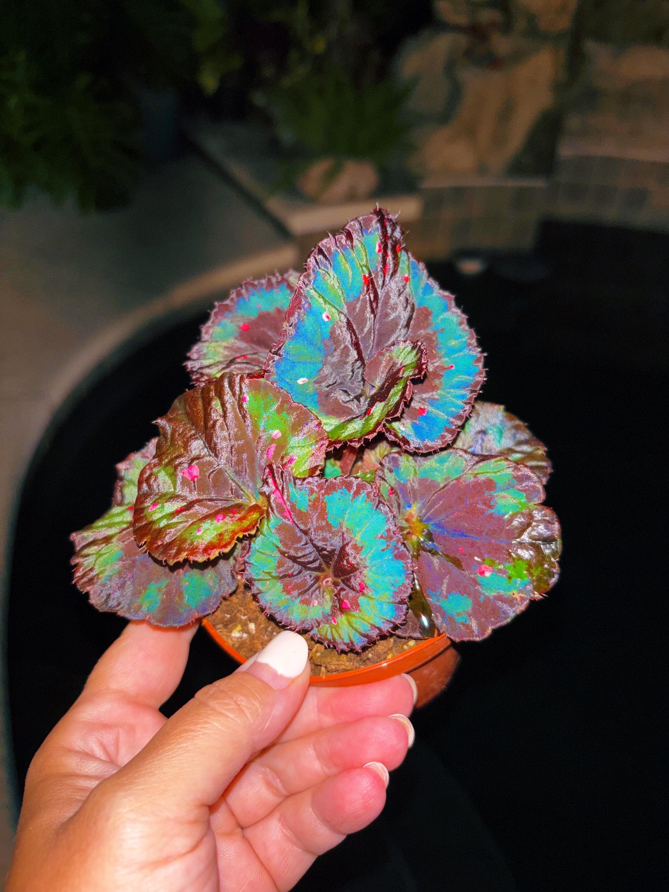 Rex Begonia Blue Flashing Iridescent Swirl Live House Plant Potted