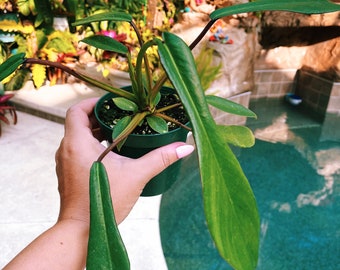 Philodendron Joepii 4” potted plant gift