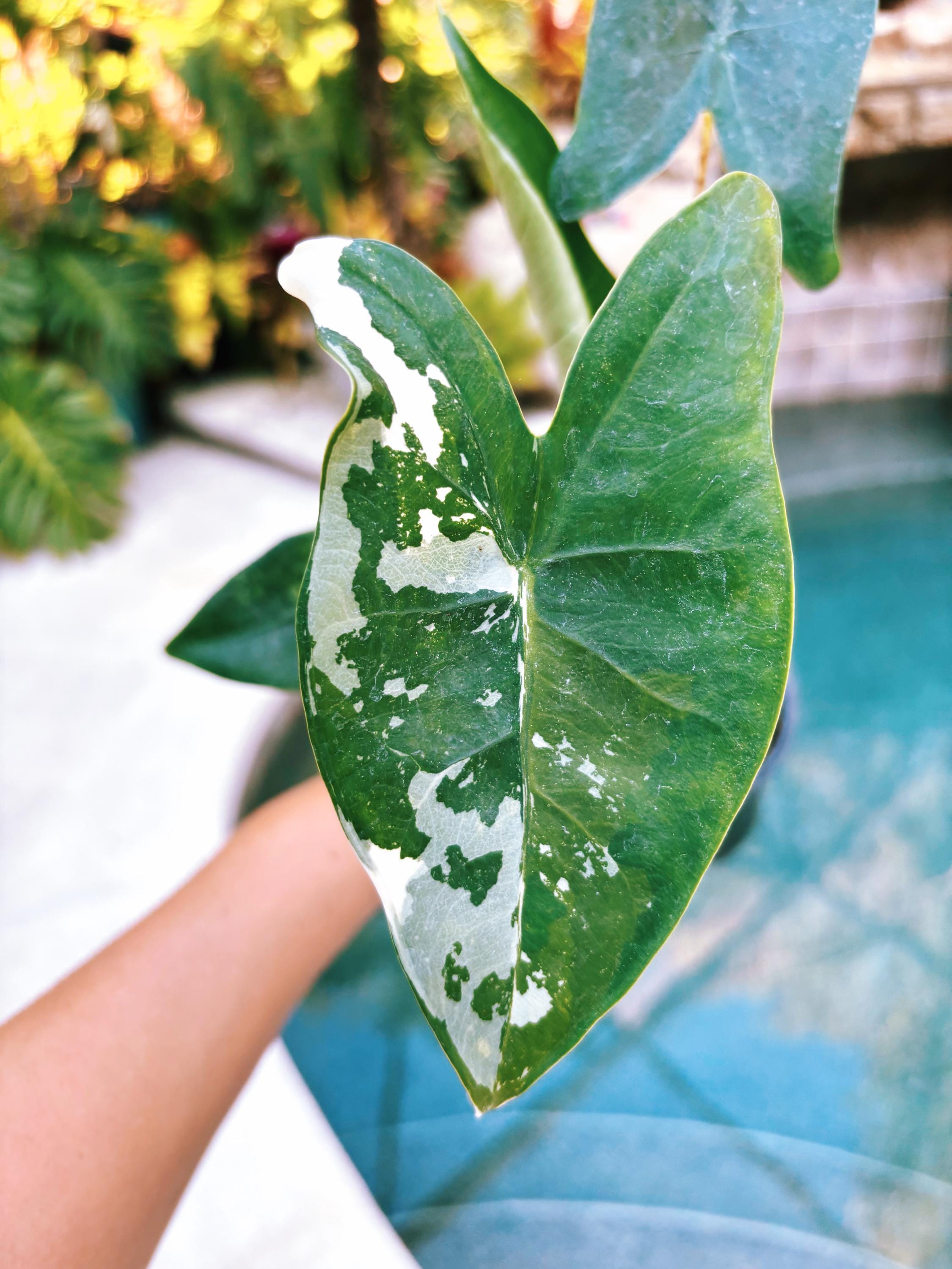Actual Plant Variegated Alocasia Zebrina Albo Elephant Ear Tropical House  Plant Aroid 4 Potted 12b - Etsy