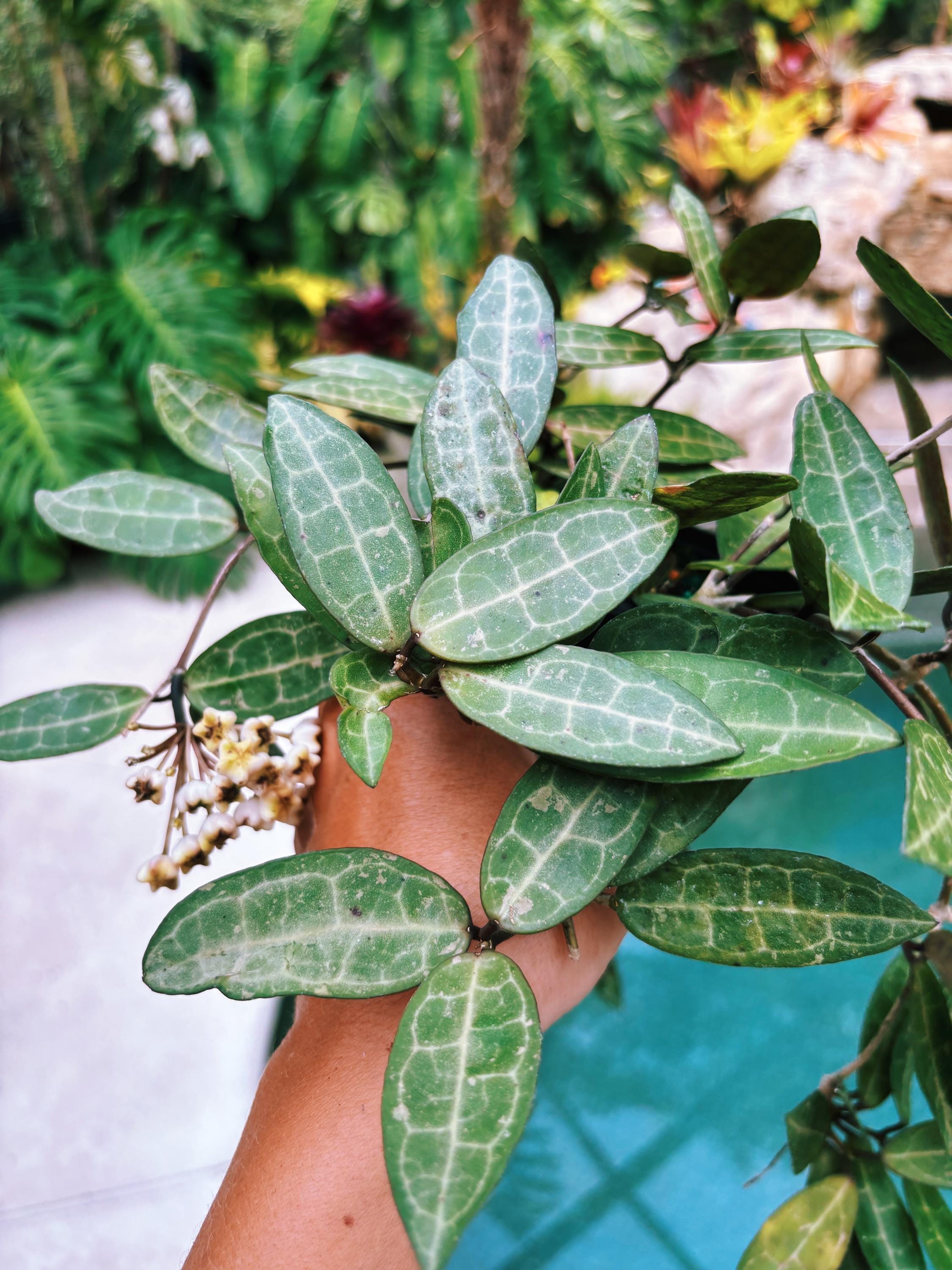 Hoya Elliptica Trailing Full Potted House Plant 4” climbing vining