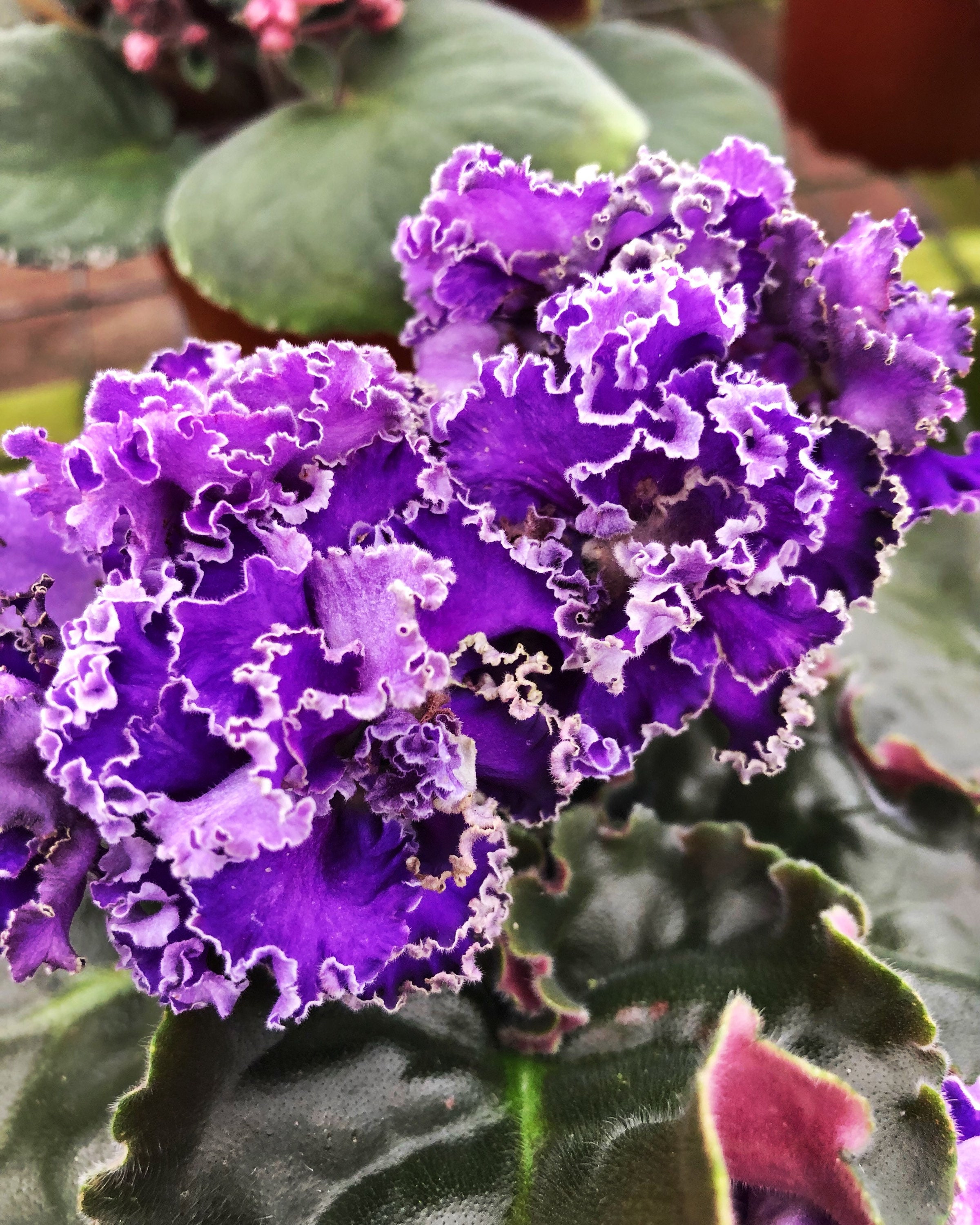 Live House Plant Variegated Purple Huge Frilled Bloom Harmony's