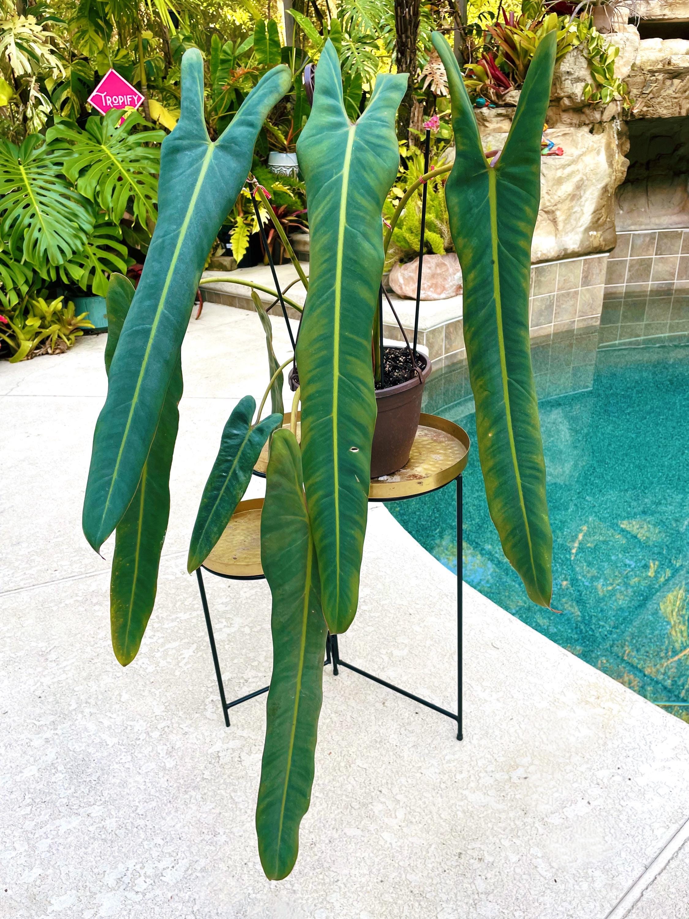 Philodendron Spiritus Sancti long Leaf Aroid Potted 4” House Plant