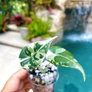 RARE Variegated Alocasia 'maharani' Albo Tricolor Sport Elephant