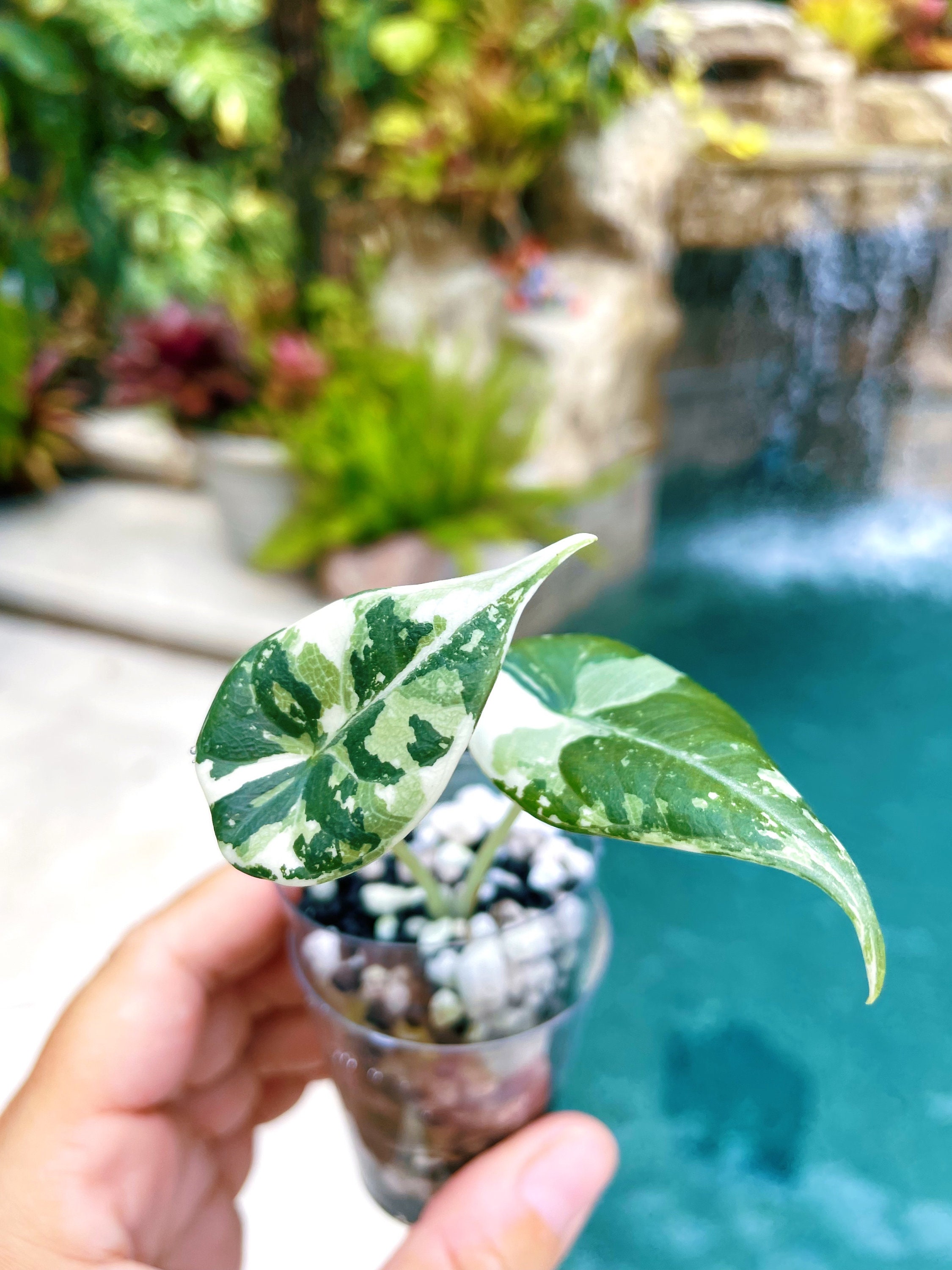 RARE Variegated Alocasia 'maharani' Albo Tricolor Sport