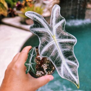 RARE Alocasia Silver Nobilis corm bulb house aroid plant zdjęcie 11