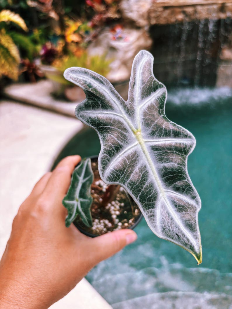RARE Alocasia Silver Nobilis corm bulb house aroid plant zdjęcie 11