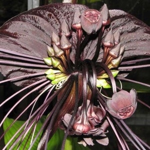 Tacca Chantrieri Black Bat Flower Lily Live Tropical Plant 4” potted starter plant