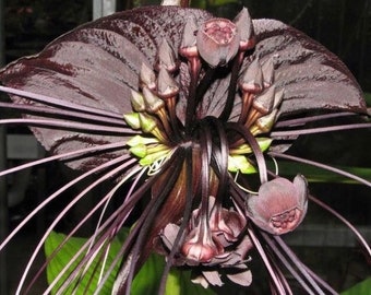 Tacca Chantrieri Black Bat Flower Lily Live Tropical Plant 4” potted starter plant