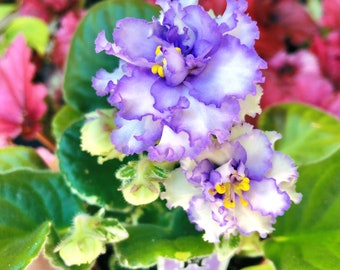 Live house plant huge bloom African Violet ‘Harmony’s Ice Queen’ flowering garden 4” pot flower Potted gift