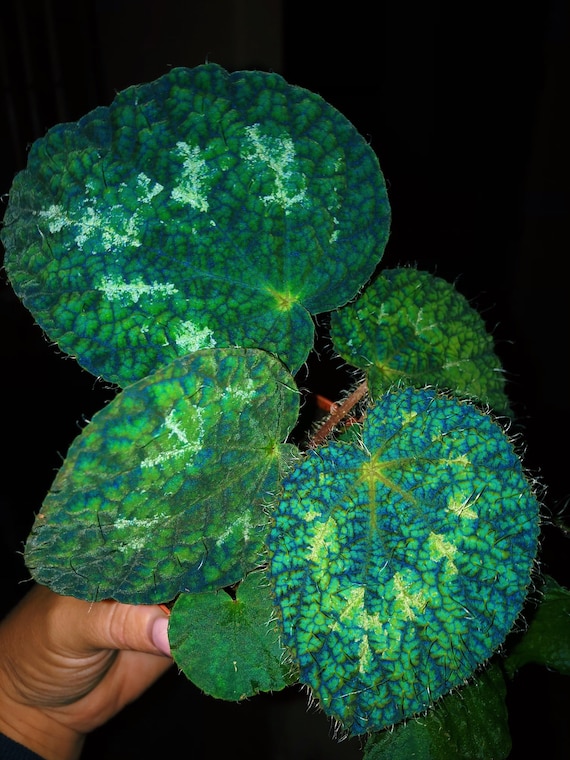 Rex Begonia Sizemoreae iridescent blue Variegated Live House Plant