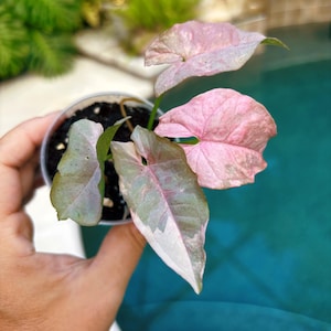 Rare! Syngonium Pink Spot Double Variegated live 2” potted plant house plant 38