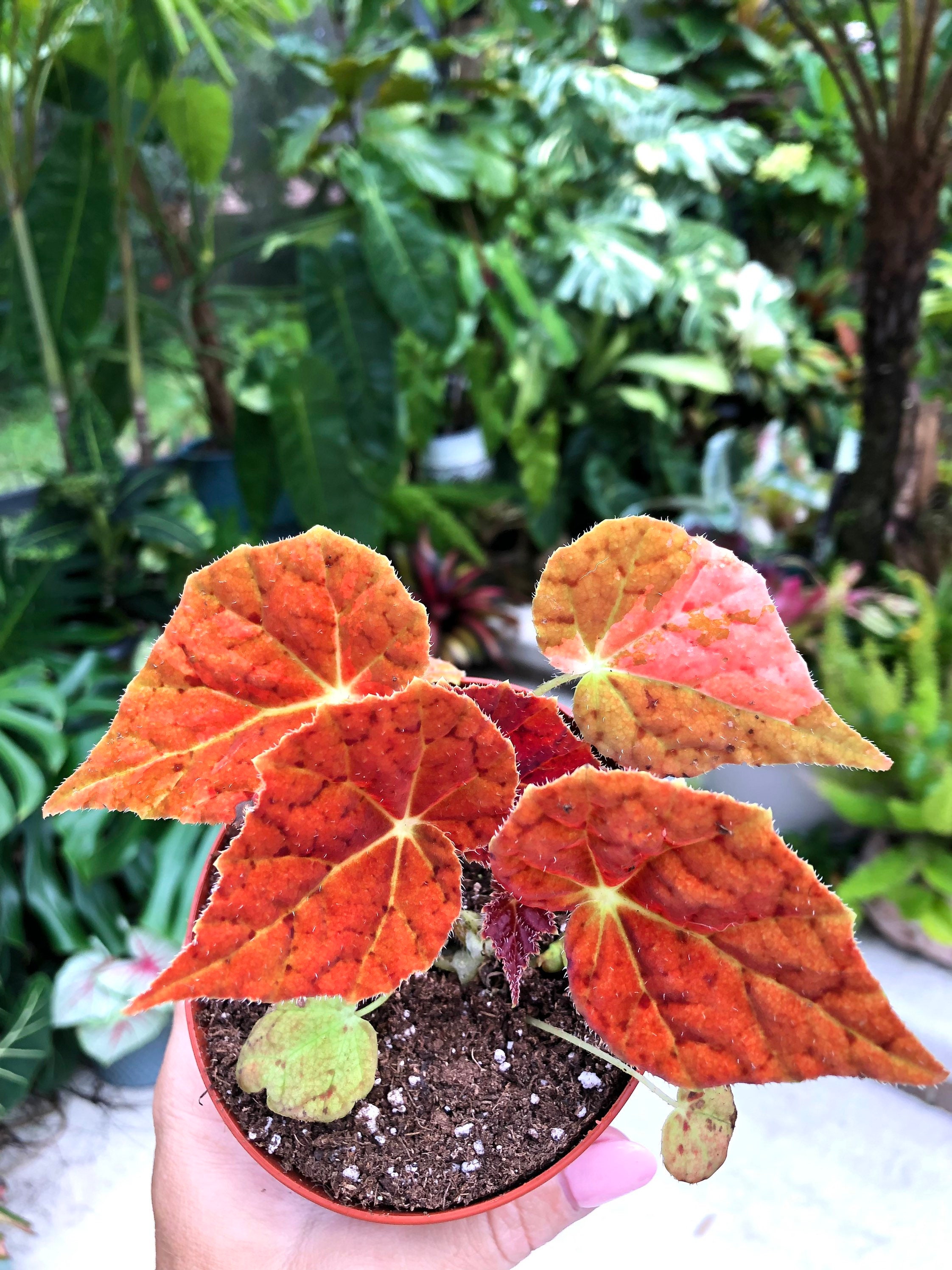 Super Rare Variegated Rex Begonia Autumn Ember Orange Live Etsy Singapore