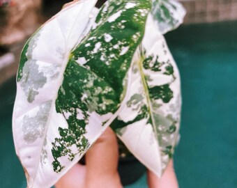 Variegated Alocasia 'frydek' Albo Mint Hybrid Sport Elephant Ear 2