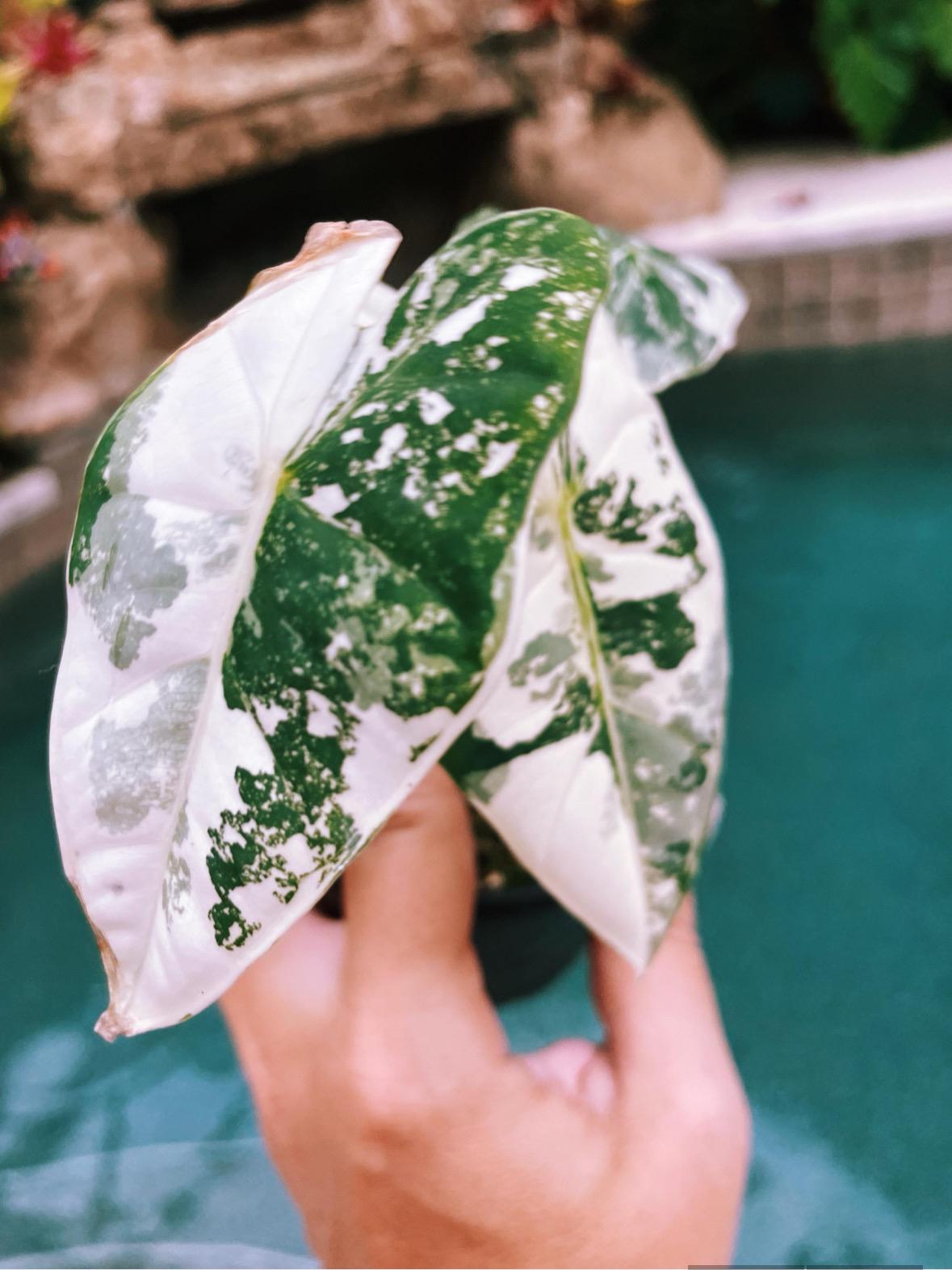 Variegated Alocasia 'frydek' Albo Mint Hybrid Sport Elephant Ear 2