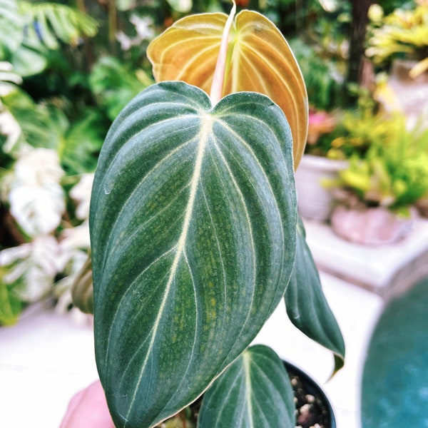 RARE Philodendron ‘Melanochrysum’ climbing live house plant 4” pot