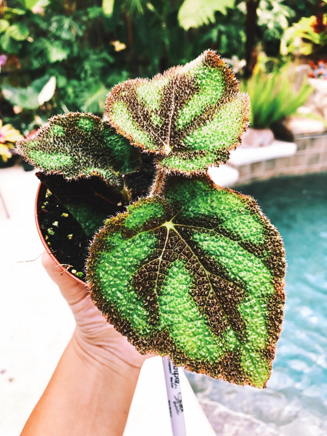 RARE Begonia Variegata Variegated Live House Plant Aroid Etsy